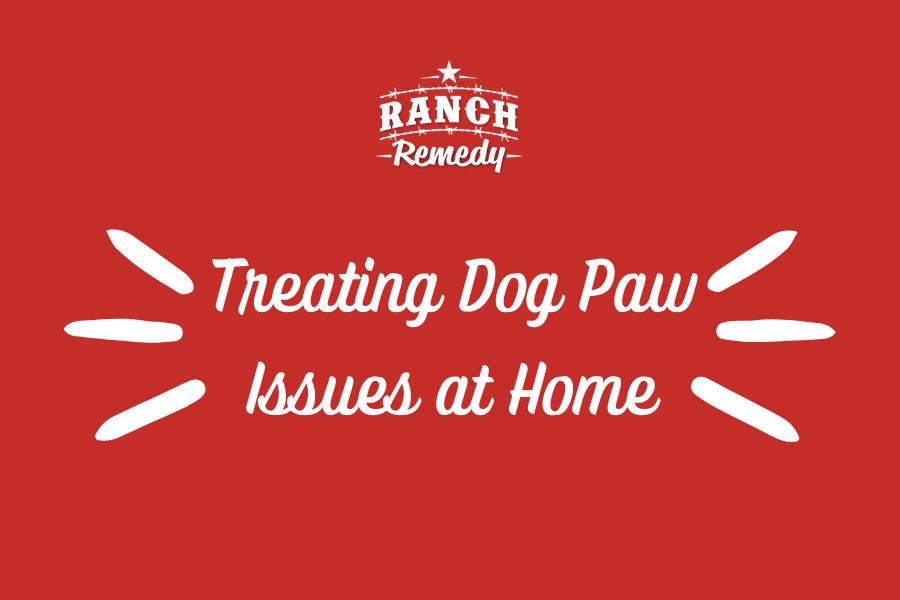 How To Treat A Dog Paw Infection At Home Your Ranch Remedy how-to-treat-a-dog-paw-infection-at-home-your-ranch-remedy