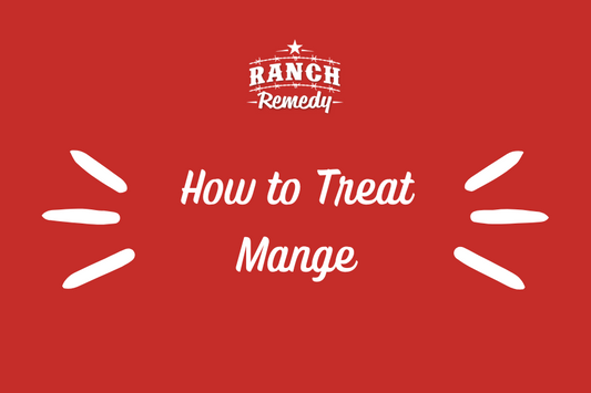 How to Treat Mange in Dogs and Cats