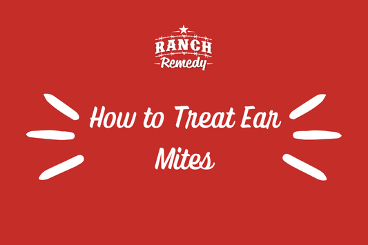 how to treat ear mites in cats