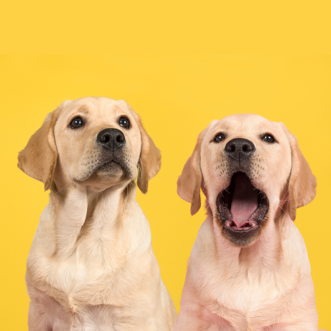 Two yellow lab puppies - one yawning - in front of a yellow background.