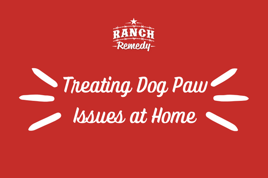 How to Treat a Dog Paw Infection at Home