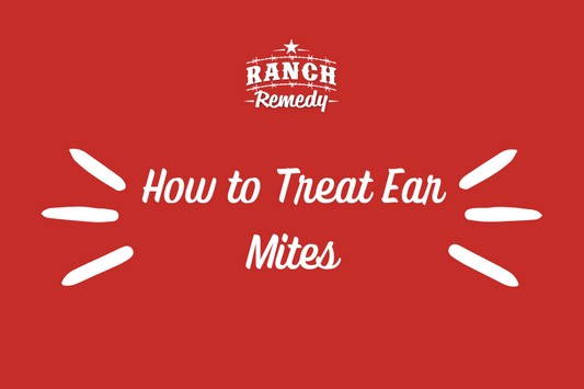 how to treat ear mites in cats 