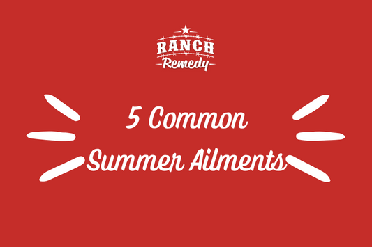 5 Common Summer Pet Ailments: Signs, First Aid and Prevention