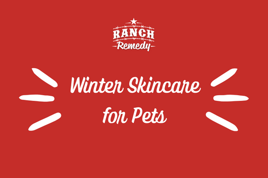 Winter Skincare for Pets