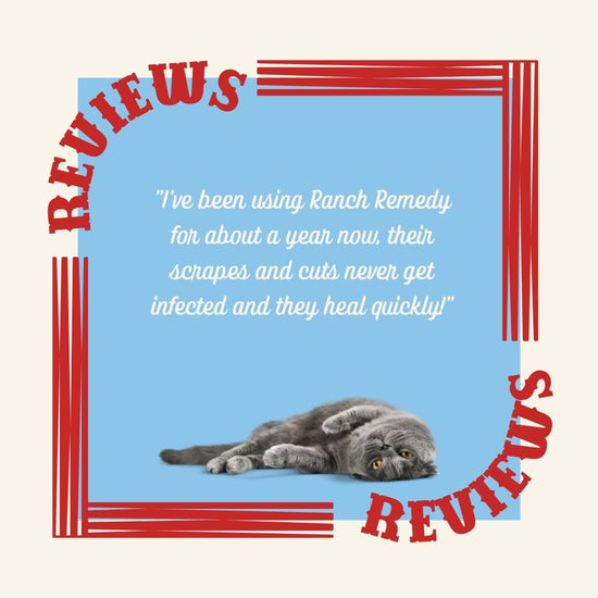 Ranch Remedy review from a cat owner of how Ranch Remedy Topical First Aid helped their cat heal from cuts and scrapes quickly. 