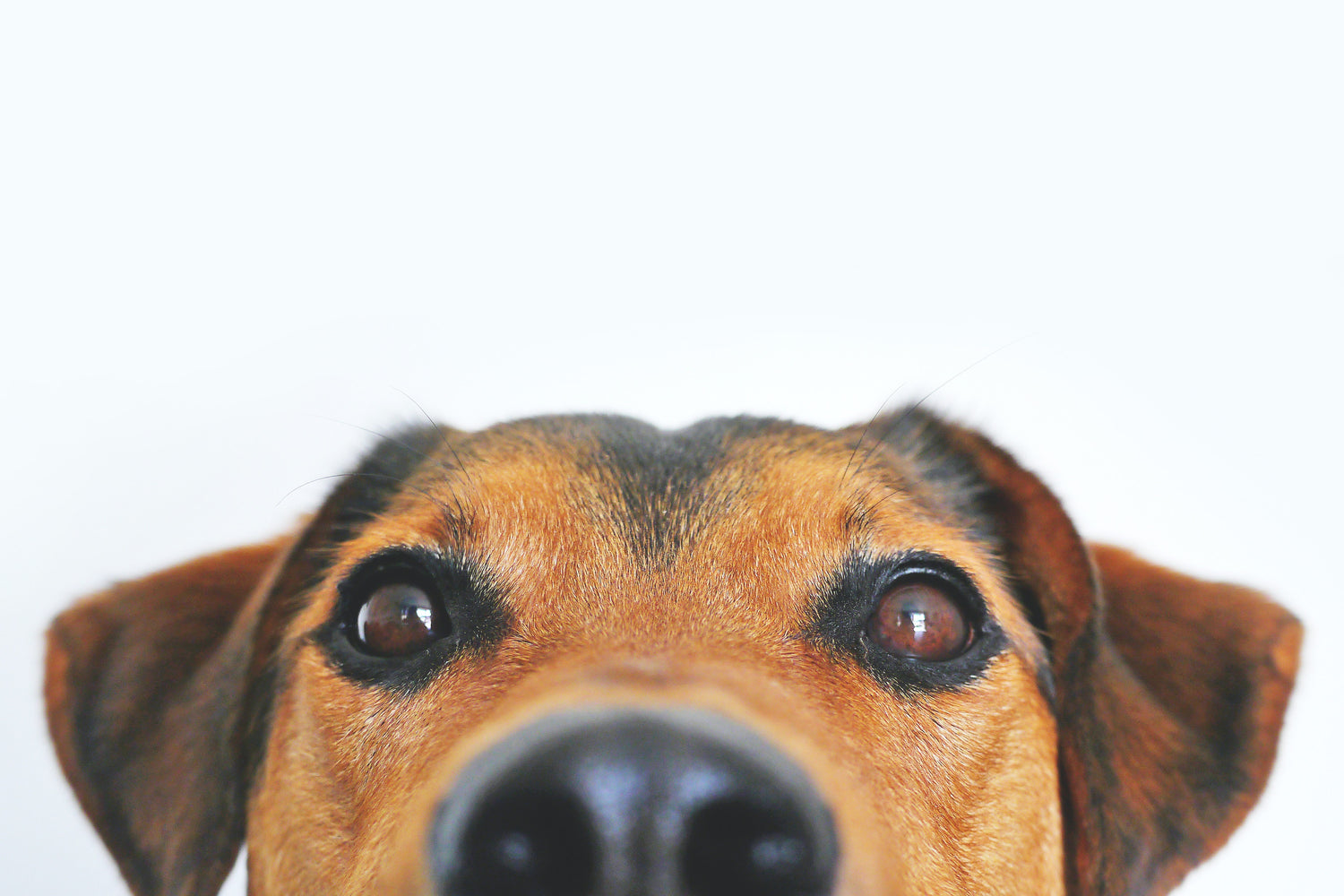 Close up of a dog's eyes and nose